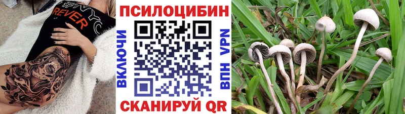 купить закладку МЕГА ТОР Псилоцибиновые грибы Cubensis Порхов
